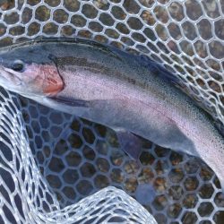 ６時間チャレンジ ～フィッシングパーク高島の泉～